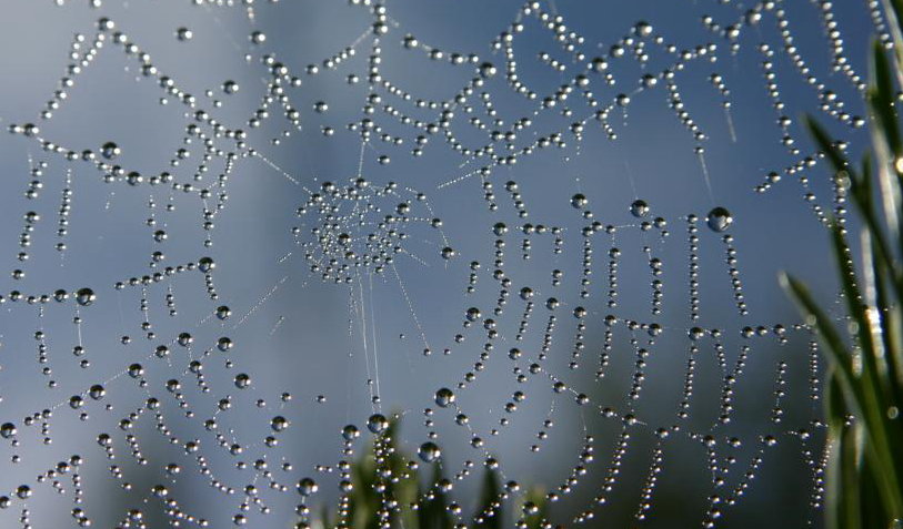 for a beautiful web
